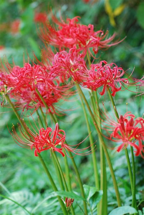 彼岸花 開花|彼岸花（ヒガンバナ）ってどんな花？別名や赤・黄色・白の花言。